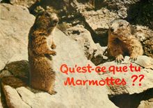 CPM Qu est ce quetu Marmottes 
