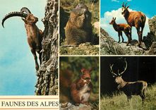 CPM Schweiz Bouquetin Marmotte Chamois Ecureuil 