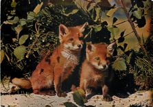 CPM Renardeaux Renard