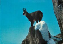 CPM Chamois 