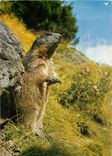 CPM Marmotte 