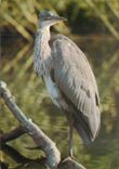 CPM Heron cendre 