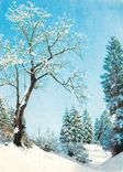 CPM Arbre sous la neige
