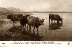 Fantasy CPA Planquette Oxen and bulls Scot (bulldozers)