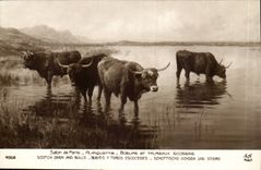 Fantasy CPA Living room of Paris Oxen and bulls Scot