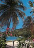 CPM Saint Barthelemy Cocotier et Fleurs sur plage
