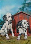 CPM Chiens Damaltiens