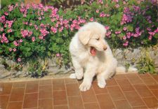 CPM Chien Chiot