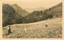 CPA Champ de Narcisees 