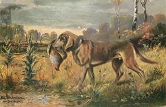 CPA Chien Chasse