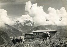 CPM Suisse 1800 m u M sommet und winterbeieb Vaches