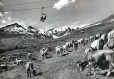 CPM Le Landeron (NE) Vaches