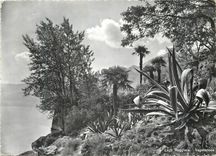 CPM Lago Maggiore Vegetazione