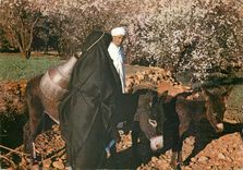 CPM Le Maroc Pittoresque Tafraout Ane Donkey