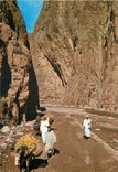 CPM Le Maroc Pittoresque Tinerhir Ane Donkey