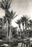 CPM Paysage du Sud Marocain 