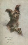 CPA Skye terrier puppy