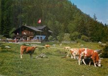 CPA Suisse Auberge Communale de Pont de Nant Les Plains sur Bex