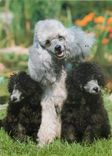 CPM Freiburg Caniche avec chiots