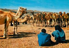 CPM Sud marocain halte des chameaux au desert Chameaux