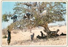 CPM Maroc typique Chevres sur l'arganier