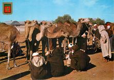 CPM Maroc typique marche au chameaux