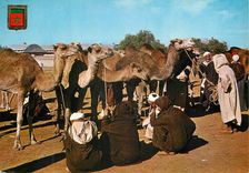 CPM Maroc typique marche au chameaux