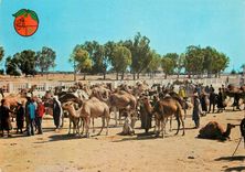 CPM souk des chameaux