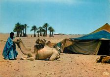CPM Scenes et types du maroc devant la maimah au tente nomade Chameaux