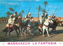 CPM Maroc typique la fantasia Chevaux