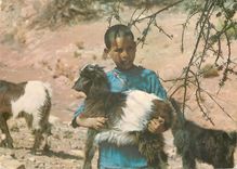 CPM Maroc typique Chevre