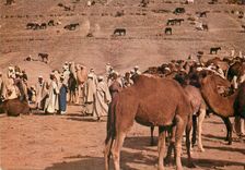 CPM Goulimine (Porte du sahara) marches des chameaux