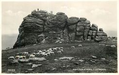 CPM Hay to rocks Dartmoor Moutons