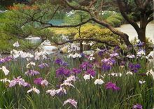 CPM L'Irisation des Fleurs dans le Jardin Du Rekiquaire (Kyoto)