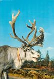 CPM Lappi Lapland Suomi Finland the Domestic Animal at the Lapps Renne