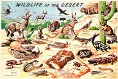 CPM Wildlife in Southwestern of the Desert