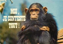 CPM Moi je conteste tout Singe Chimpanze