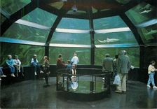 CPM Anneau des requins shark encounter tank Nausicaa