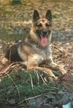 CPM Chien Berger allemand
