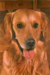 CPM Chien