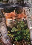 CPM Animaux Renardeaux Renards