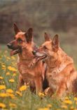 CPM Chien de Berger Allemands