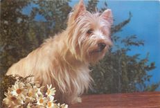 CPM Chien