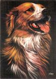 CPM Chiens et Chat nos amis par Schrub