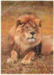 CPM Lion
