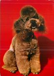 CPM Chien