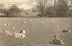 CPA Lyon le parc de la tete d'or les daims et les biches