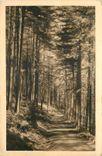 CPA Corse la Route de Corte en Foret d'Aitone