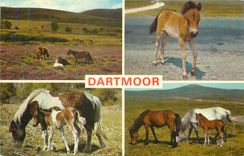 CPM Dartmoor Chevaux Poney