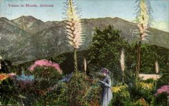 Arizona-ETAS-plain Yucca in Bloom CPA